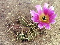 Echinocereus pentalophus ssp. procumbens JLcoll.1241.jpg